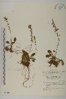 臺灣鬼督郵藏品圖，第1張