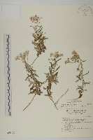 玉山抱莖籟簫藏品圖，第1張