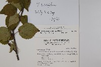 樺葉莢迷、玉山莢迷藏品圖，第2張