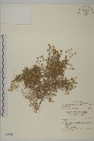 玉山卷耳藏品圖，第1張