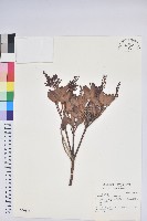 臺灣馬醉木藏品圖，第1張