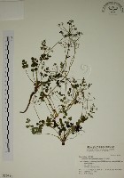 玉山茴香藏品圖，第1張