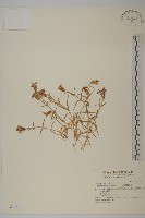 高山蠅子草藏品圖，第1張