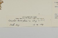 黃山蟹甲草藏品圖，第3張