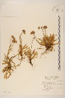 玉山飛蓬藏品圖，第1張