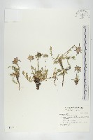 玉山山蘿蔔藏品圖，第1張