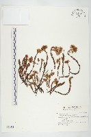 玉山佛甲草藏品圖，第1張