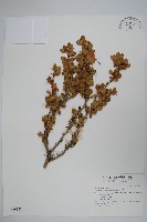 玉山小蘗藏品圖，第1張