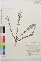 黑龍江柳葉菜藏品圖，第1張