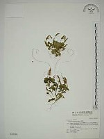 小扁豆藏品圖，第1張