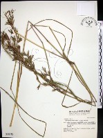 扭鞘香茅藏品圖，第1張