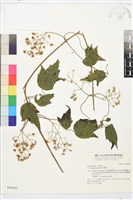 串鼻龍藏品圖，第2張