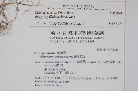 穗花蛇菰藏品圖，第2張