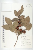 俄氏柿藏品圖，第3張