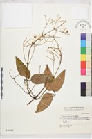 麥氏鐵線蓮藏品圖，第2張