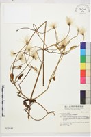 田代氏鐵線蓮藏品圖，第2張