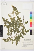 梨山小蓑衣藤藏品圖，第1張