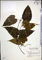 百部藏品圖，第1張