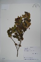 倒卵葉冬青、金平氏冬青藏品圖，第1張