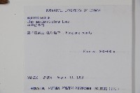 倒卵葉冬青、金平氏冬青藏品圖，第2張