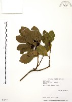 烏來冬青藏品圖，第1張