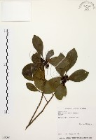 烏來冬青藏品圖，第1張