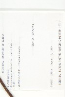 杜英、山杜英、蘭嶼杜英藏品圖，第2張