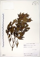 十子木、加入舅藏品圖，第1張