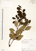 土樟藏品圖，第1張