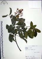 疏花魚藤藏品圖，第1張