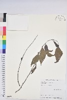 披針葉饅頭果藏品圖，第1張