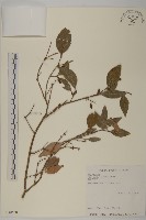 福建賽衛矛、福建假衛矛藏品圖，第1張