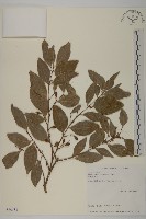 福建賽衛矛、福建假衛矛藏品圖，第1張