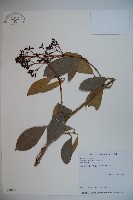 珊瑚樹藏品圖，第1張