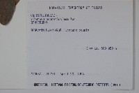 珊瑚樹藏品圖，第2張