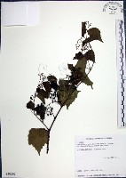 漢氏山葡萄藏品圖，第1張