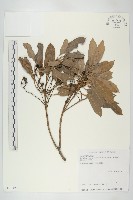 耿氏虎皮楠藏品圖，第1張