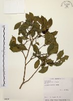 烏來冬青藏品圖，第1張