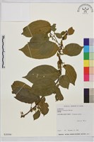 桶鉤藤藏品圖，第1張