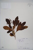 珊瑚樹藏品圖，第1張