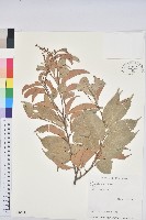 細刺苦櫧、草野錐果藏品圖，第1張