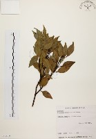 山肉桂、台灣肉桂藏品圖，第1張