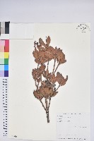 臺灣馬醉木藏品圖，第1張