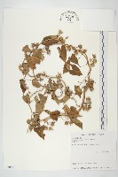 白花牽牛藏品圖，第1張