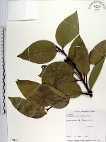 蘭嶼肉桂藏品圖，第1張