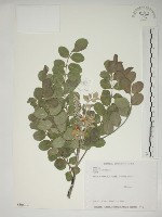 毛苦參藏品圖，第1張