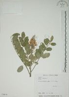 毛苦參藏品圖，第1張