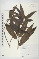 桃葉珊瑚藏品圖，第1張