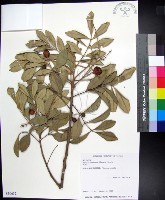 紅柴藏品圖，第1張