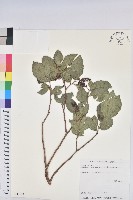 枯里珍藏品圖，第1張